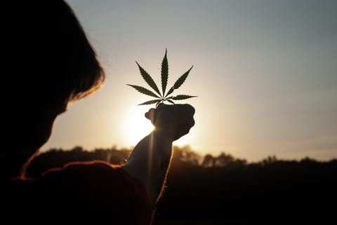 Young man in his 20s darkened by the sunset holding green cannabis fan leaf in front of the gorgeous sunset after consuming cannabis edibles for sleep