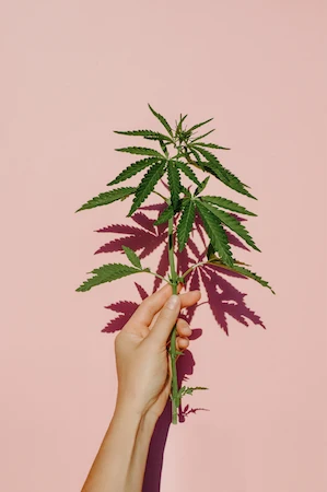 What Are Terpenes?